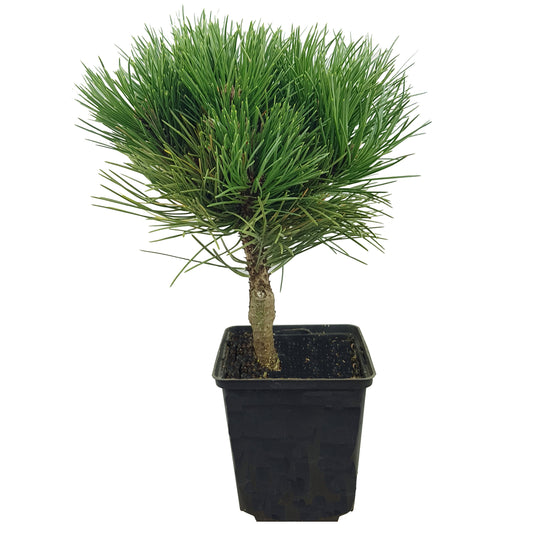 Seedeo® Zwergkiefer/Strauch-Schwarzkiefer (Pinus nigra ‚Nana‘) Pflanze ca. 25 cm