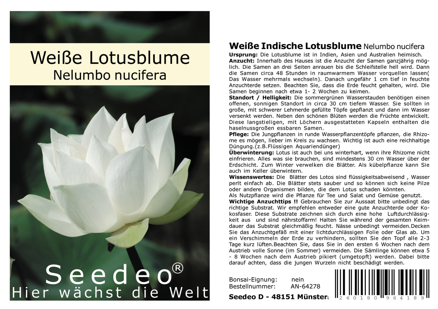 Seedeo® Weiße Indische Lotusblume (Nelumbo nucifera) 7 Samen