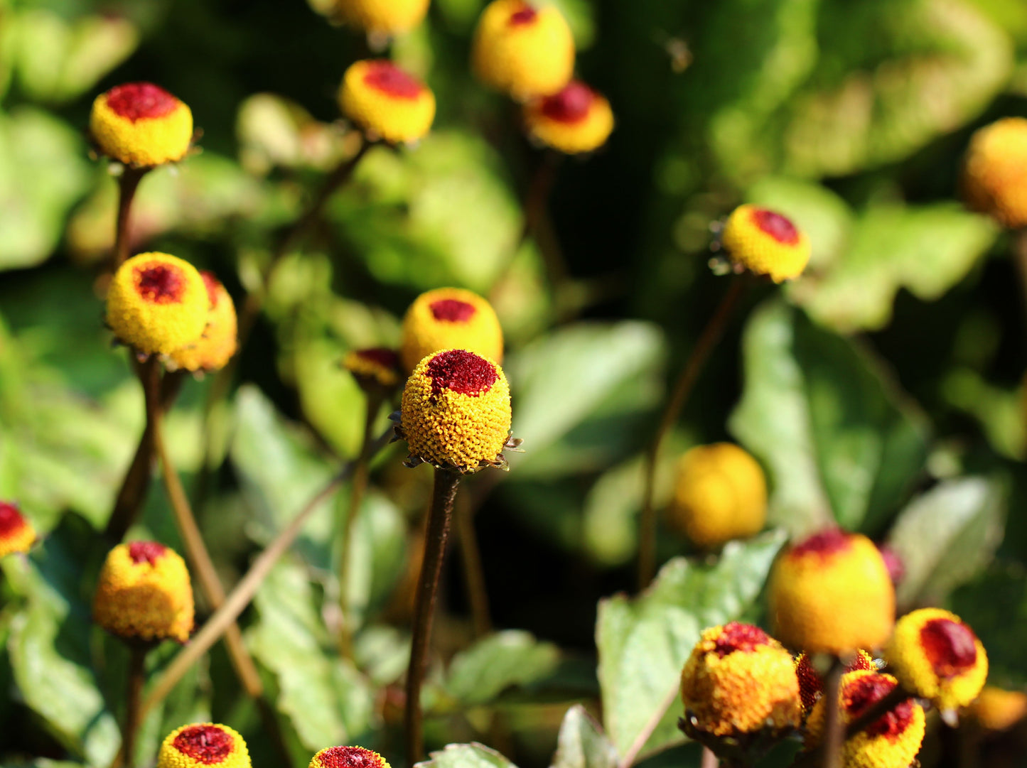 Seedeo® Parakresse (Spilanthes oleracea) 600 Samen