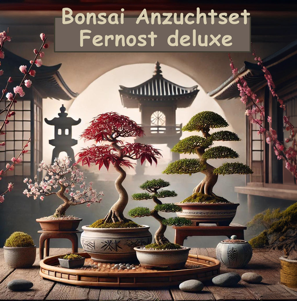 Seedeo® Bonsai Anzuchtset Fernost deluxe (Roter Fächerahorn, Weißer Maulbeerbaum, Blauregen, Mädchenkiefer.)