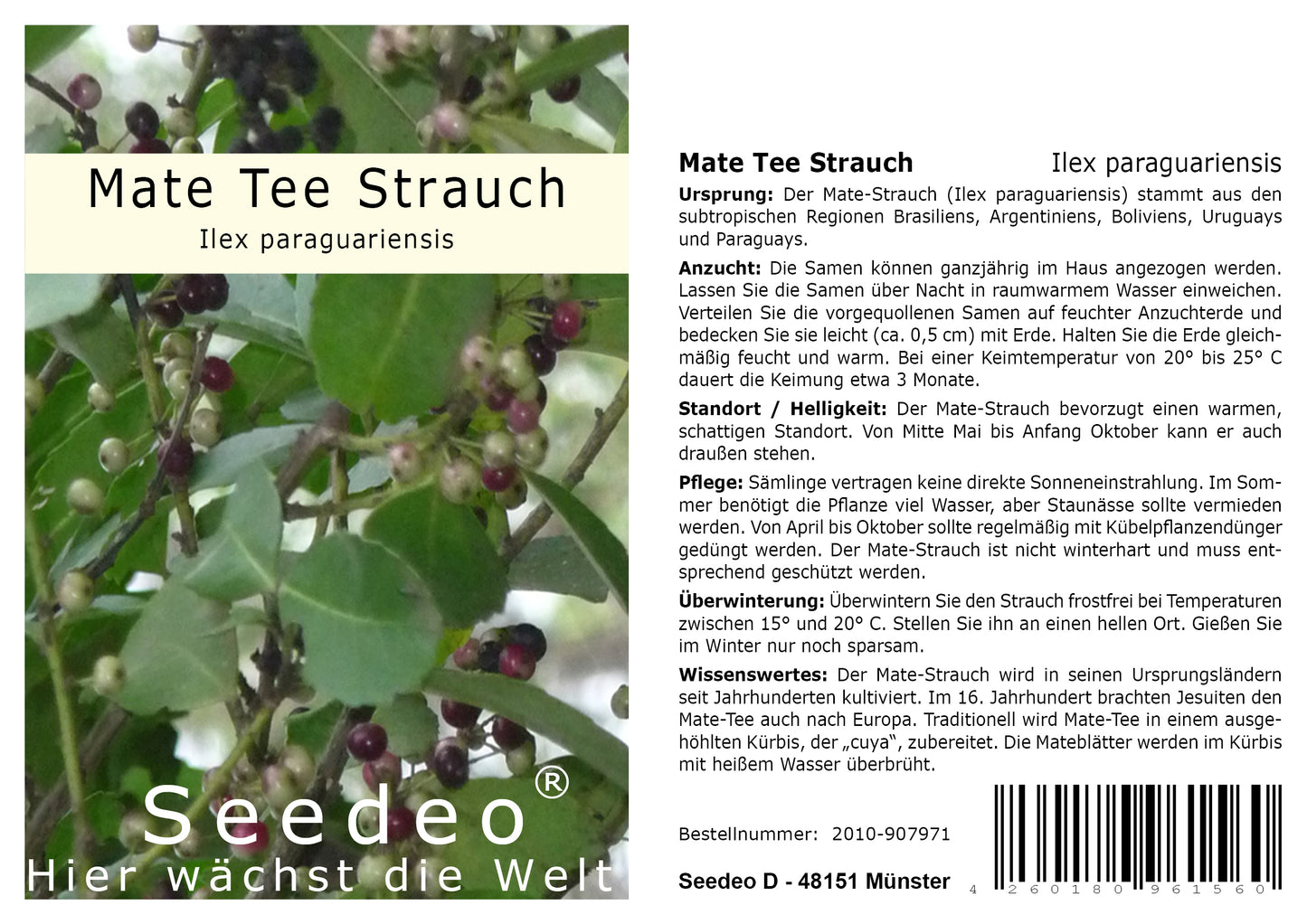 Seedeo® Mate Tee Strauch (Ilex paraguariensis)  20 Samen