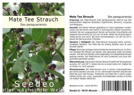 Seedeo® Mate Tee Strauch (Ilex paraguariensis)  20 Samen