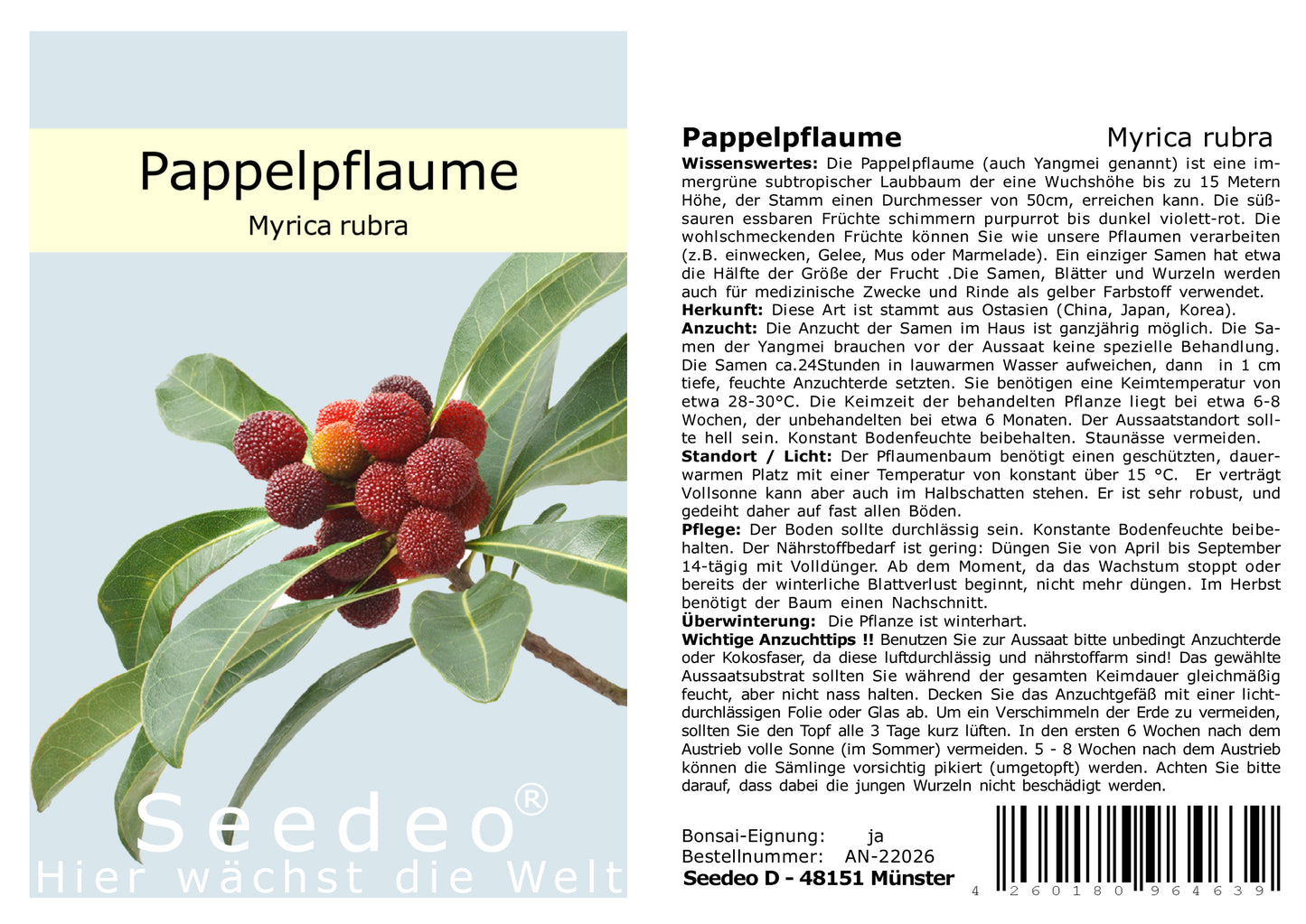 Seedeo® Pappelpflaume (Myrica rubra) 10 Samen