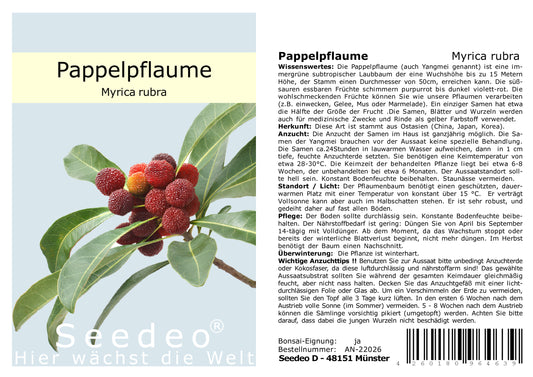 Seedeo® Pappelpflaume (Myrica rubra) 10 Samen