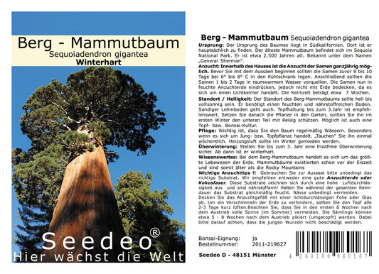 Seedeo® Berg - Mammutbaum (Sequoiadendron giganteum) 50 Samen