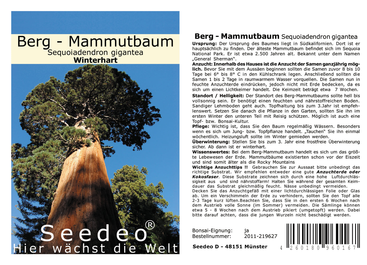 Seedeo® Anzuchtset Berg-Mammutbaum  (Sequoiadendron giganteum)