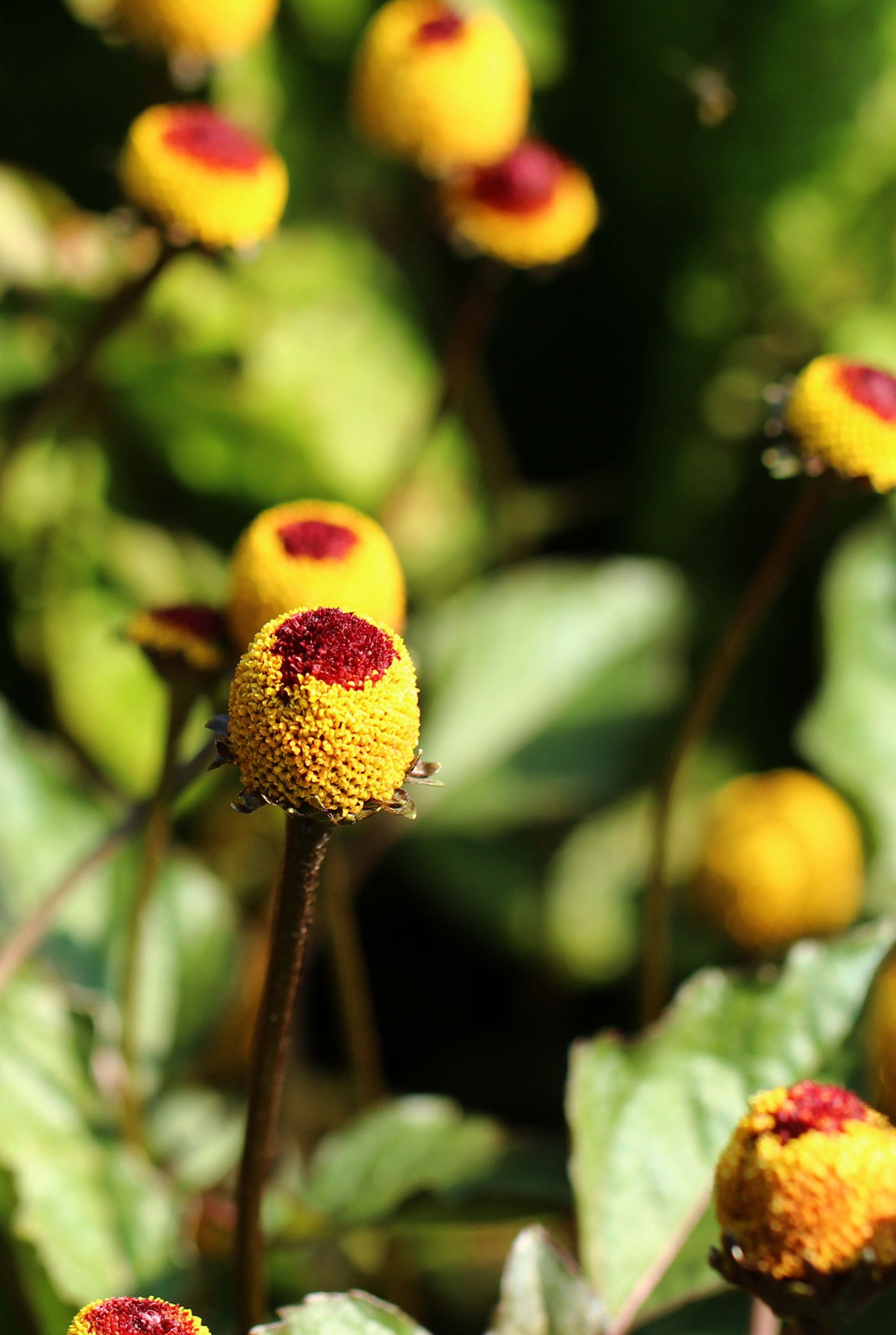 Seedeo® Parakresse (Spilanthes oleracea) 600 Samen