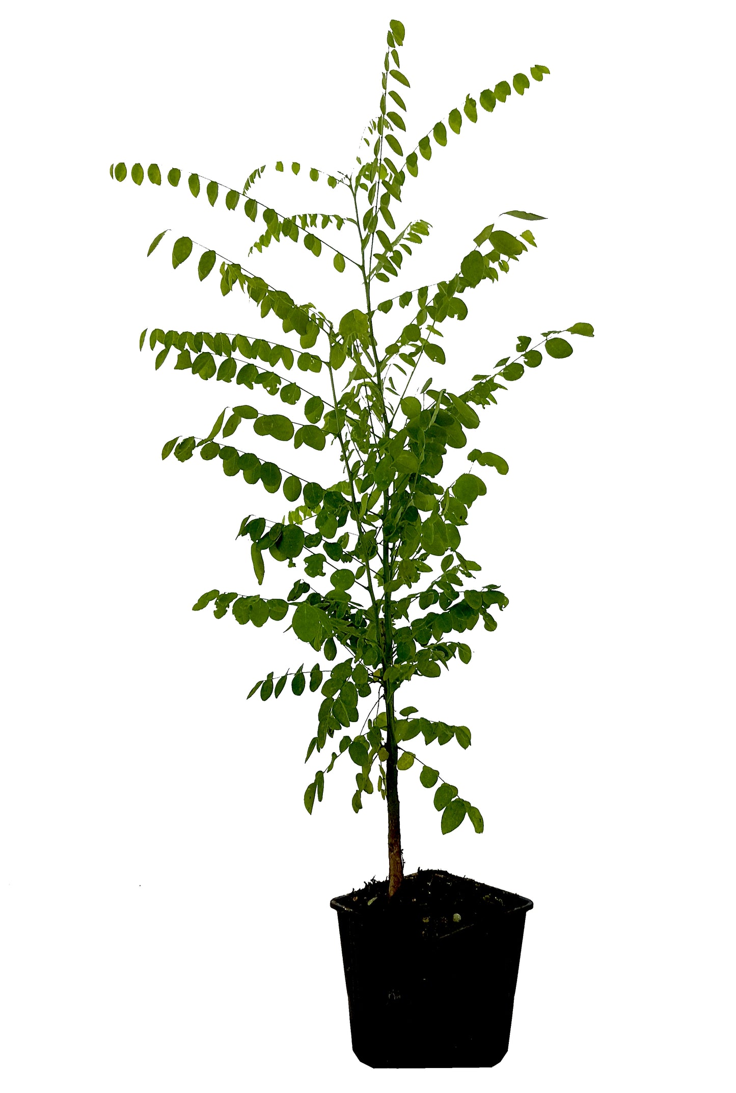 Seedeo® Japanische Schnurbaum   (Sophora japonica) 30 Samen