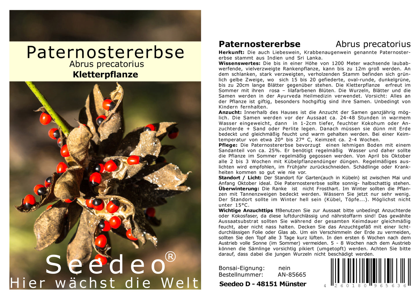 Seedeo® Paternostererbse (Abrus precatorius) 20 Samen