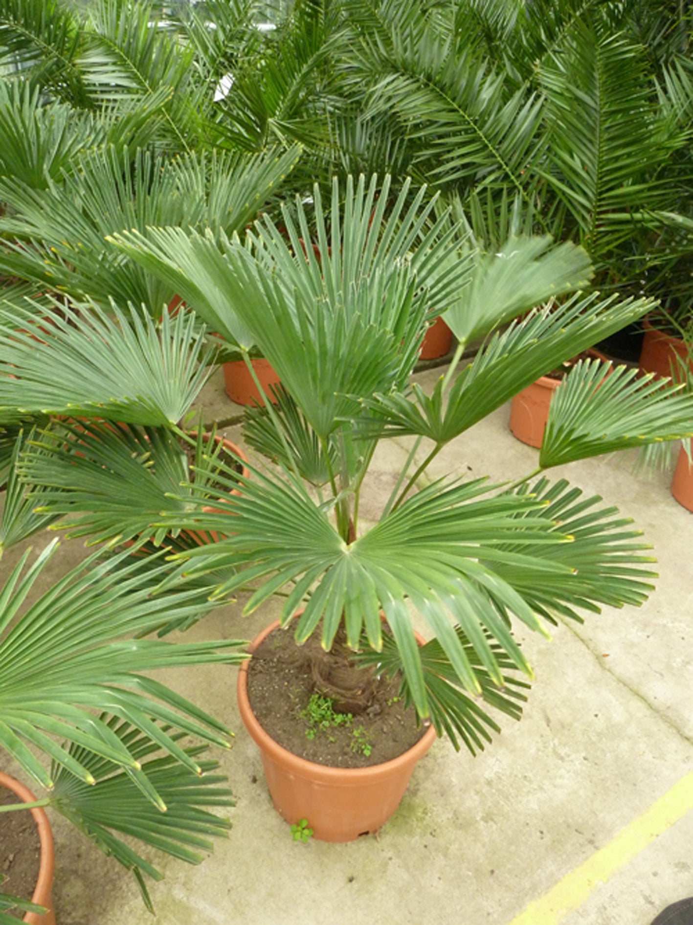 Seedeo® Hanfpalme Trachycarpus wagnerianus 8 Samen