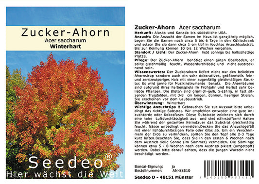 Seedeo® Zucker-Ahorn   (Acer saccharum)  20 Samen