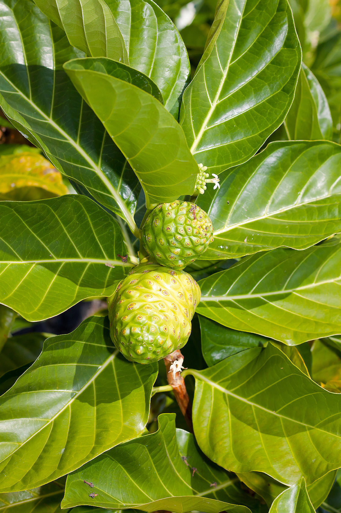 Seedeo® Noni-Baum (Morinda citrifolia ) 10 Samen