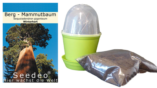 Seedeo® Anzuchtset Berg-Mammutbaum  (Sequoiadendron giganteum)