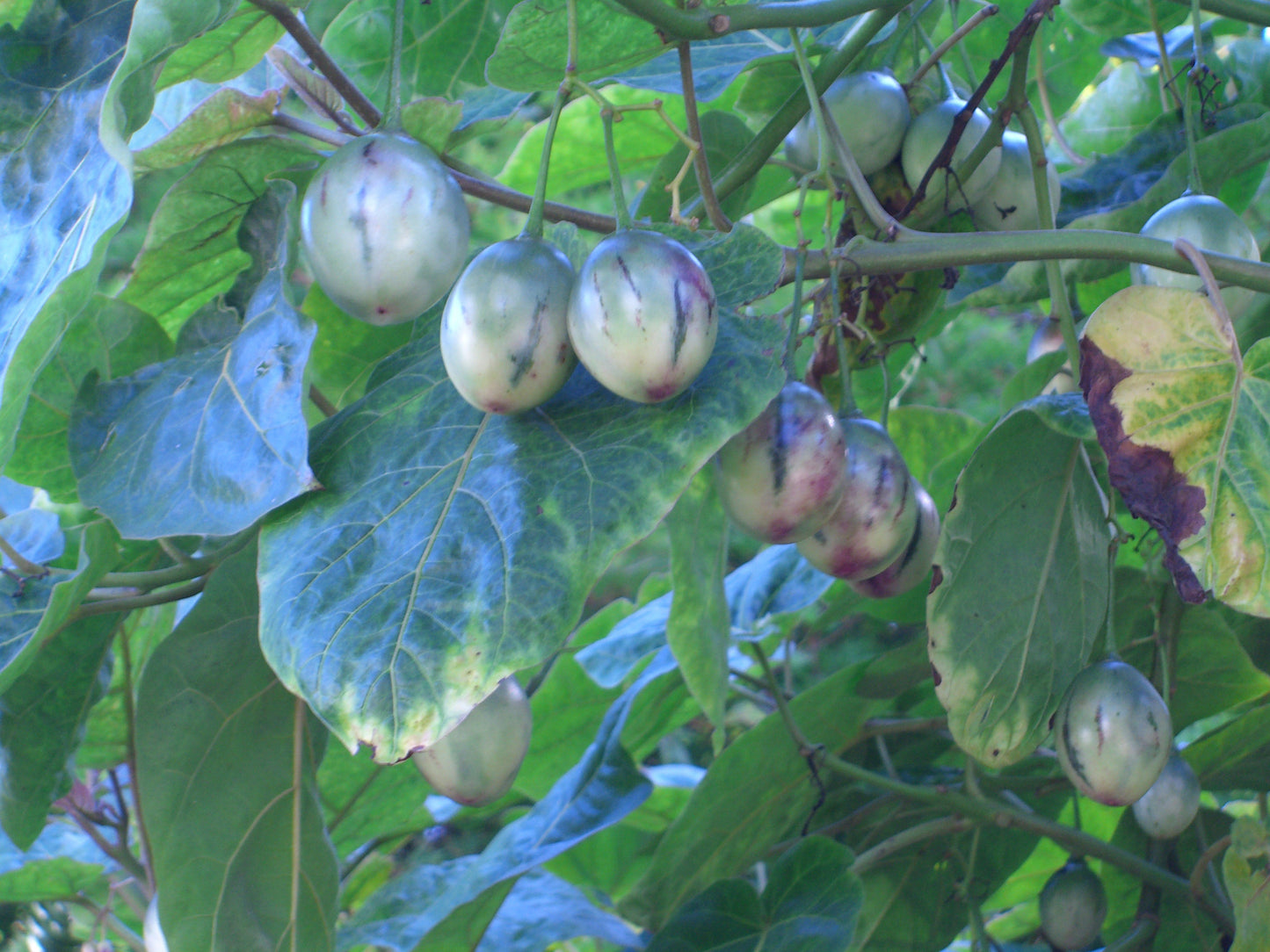 Seedeo® Tropischer Tomatenbaum / Tamarillo 40 Samen