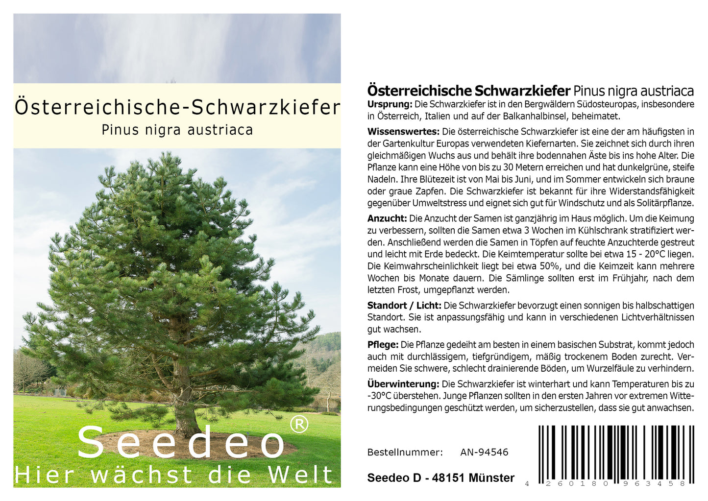 Seedeo® Österreichische Schwarzkiefer (Pinus nigra austriaca) 30 Samen