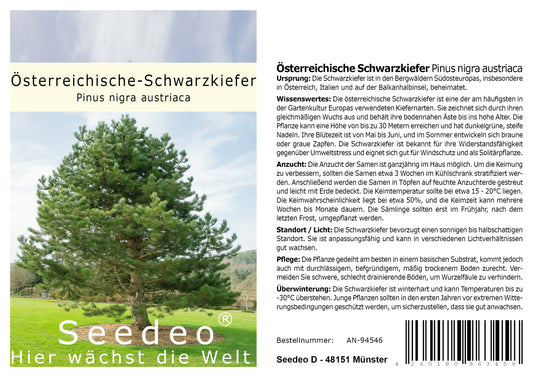 Seedeo® Österreichische Schwarzkiefer (Pinus nigra austriaca) 30 Samen