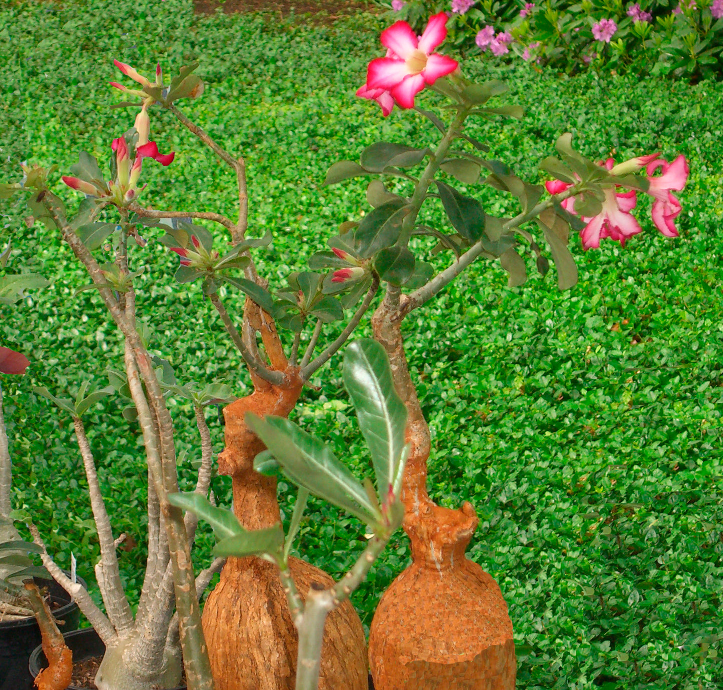 Seedeo® Wüstenrose (Adenium obesum) 8 Samen