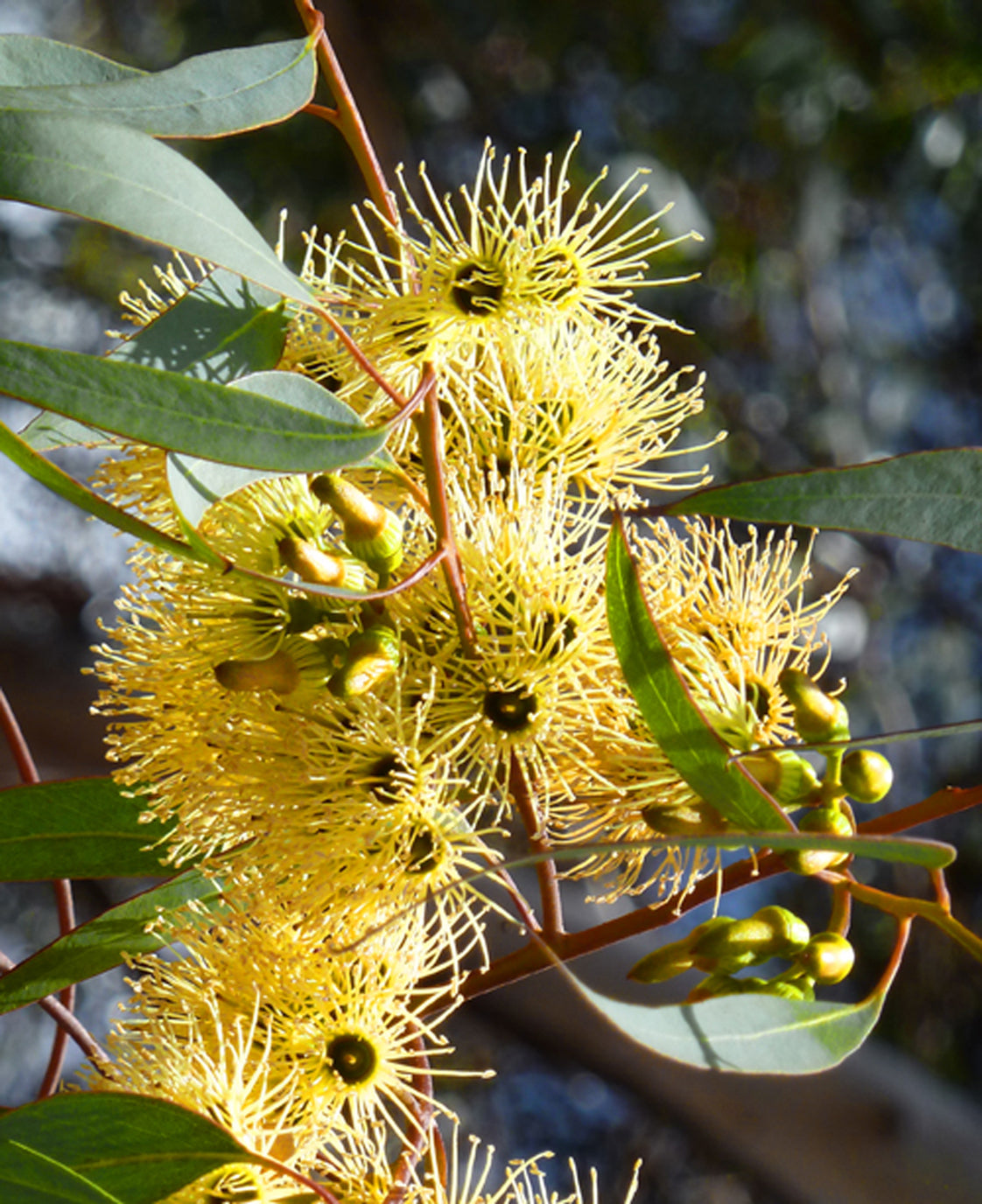 Seedeo® Schnee-Eucalyptus(Eucalyptus pauciflora) 100 Korn