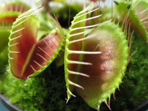 Seedeo® Venus - Fliegenfalle (Dionaea muscipula) 10 Korn inkl. Anzuchtsubstrat