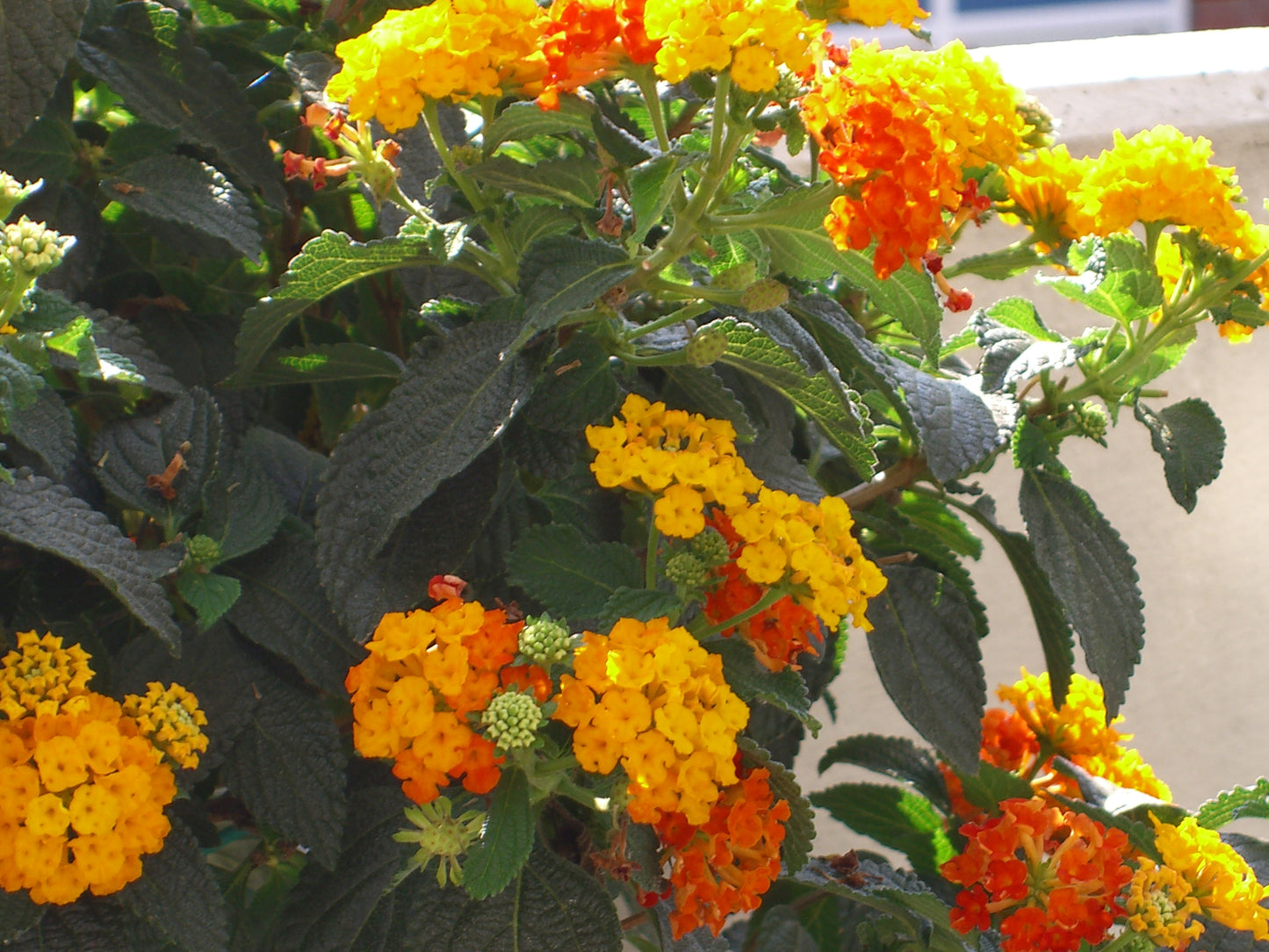 Seedeo® Wandelrose (Lantana Camara) 35 Samen