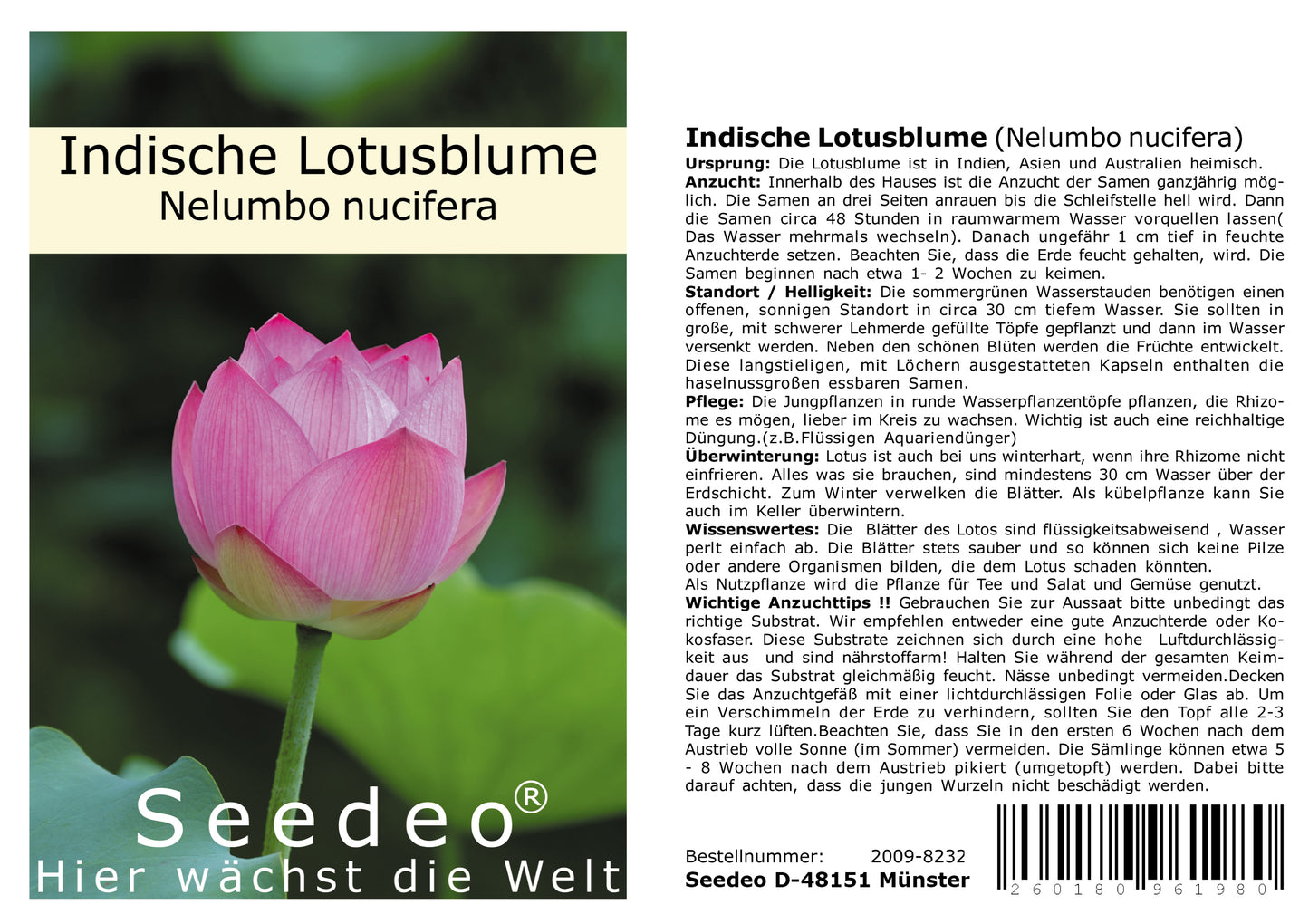 Seedeo® Anzucht-Geschenkset Indische Lotusblume (Nelumbo nucifera)