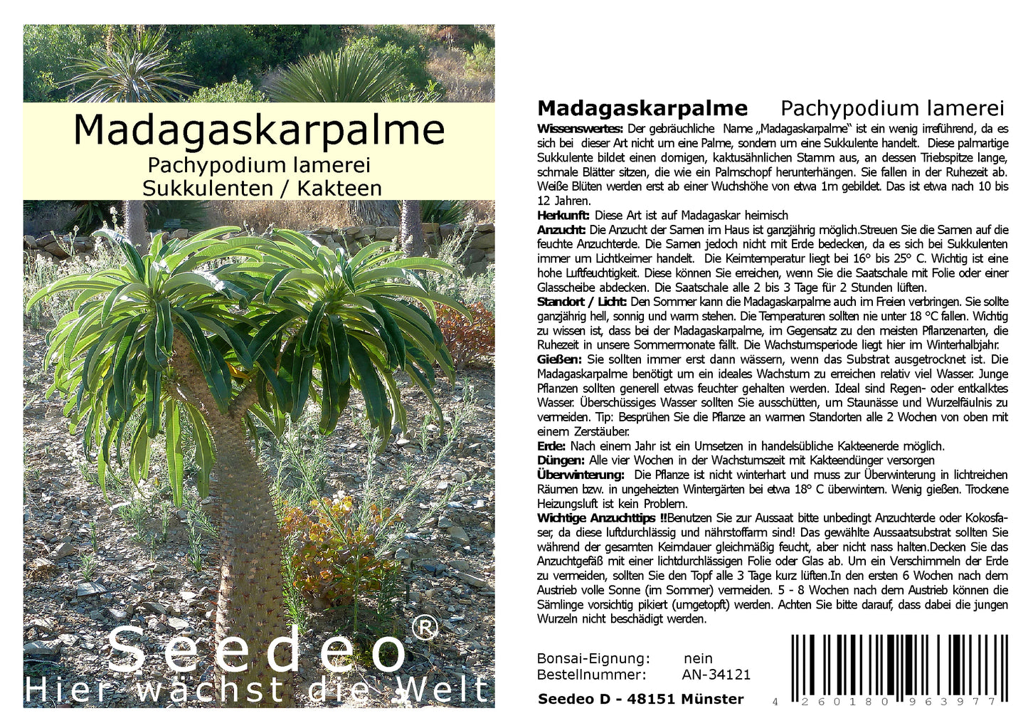 Seedeo® Madagaskarpalme (Pachypodium lamerei) 10 Samen