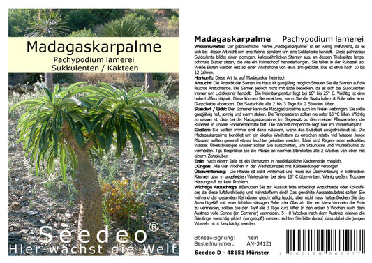 Seedeo® Madagaskarpalme (Pachypodium lamerei) 10 Samen