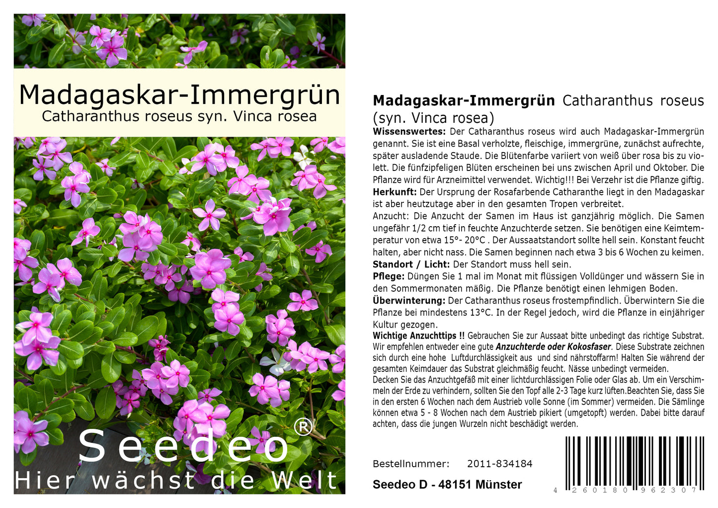 Seedeo® Madagaskar-Immergrün Catharanthus roseus (syn. Vinca rosea) 100 Samen