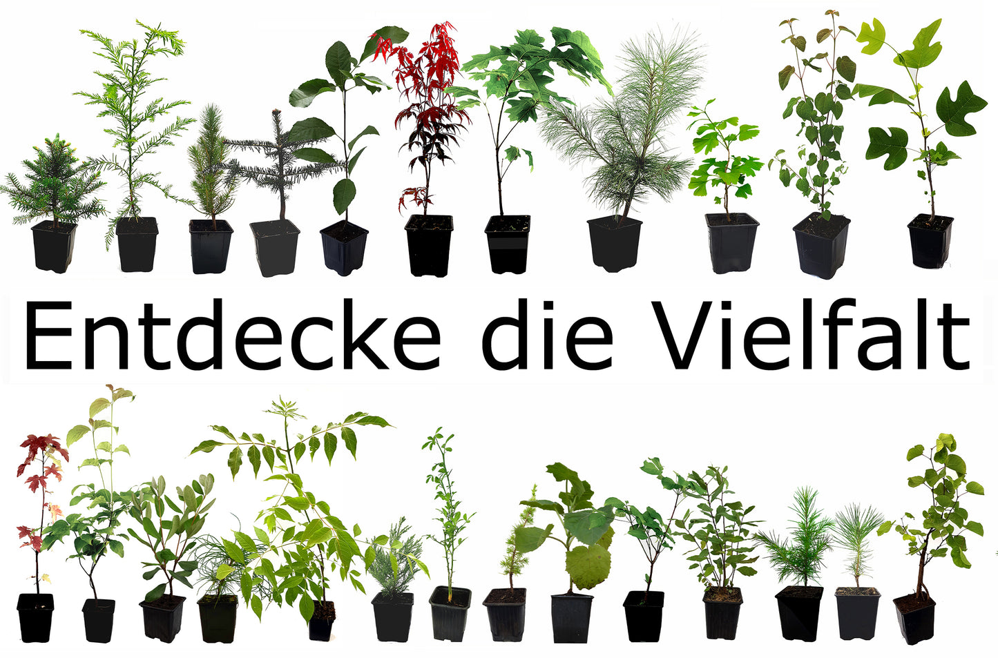 Seedeo® Knollensellerie Wiener Riesen  (Apium graveolens var.) ca.200 Samen BIO