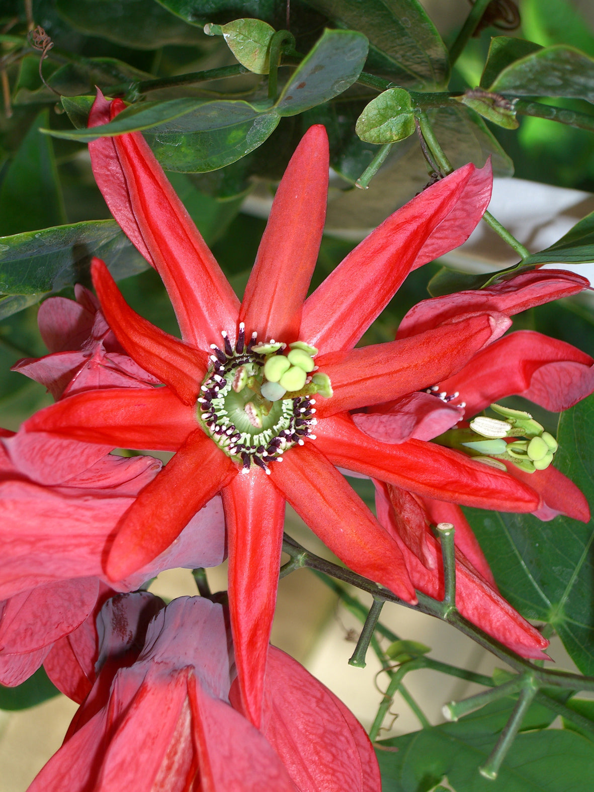 Seedeo® Rote Passionsblume (Passiflora coccinea) 10 Samen