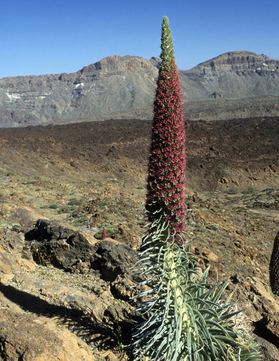 Seedeo® Roter Teide-Natternkopf ( Echium wildpretii ) 10 Samen