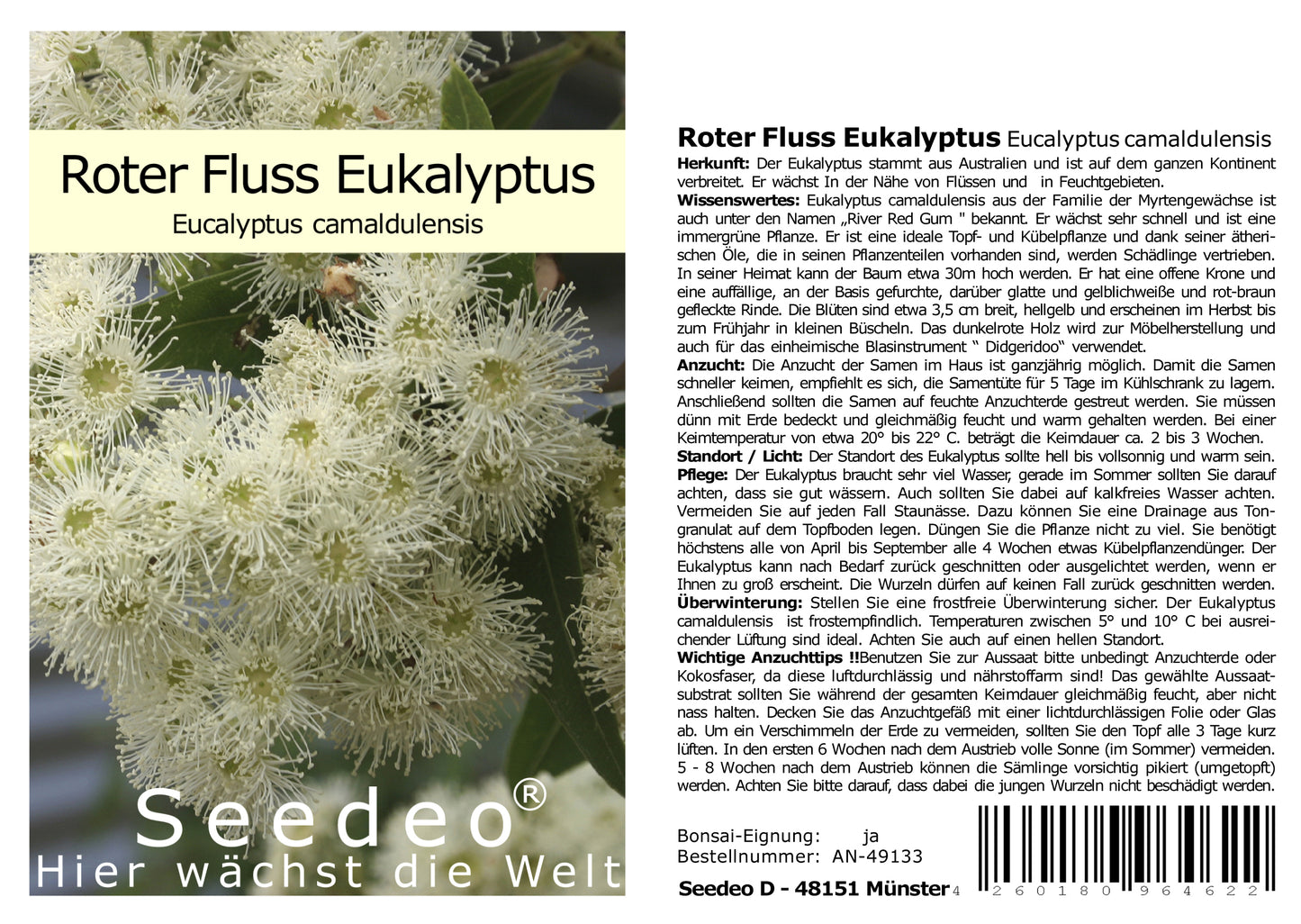 Seedeo® Roter Fluss Eukalyptus (Eucalyptus camaldulensis) 200 Samen