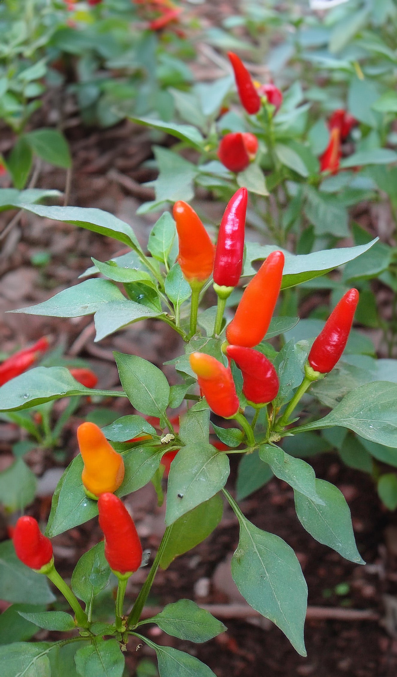 Seedeo® Tabasco (Capsicum frutescens) 20 Samen