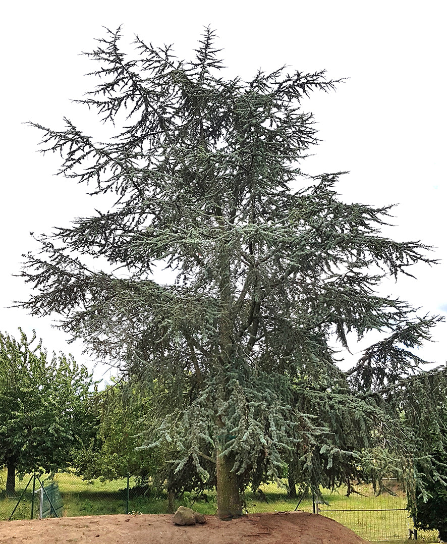 Seedeo® Atlaszeder (Cedrus atlantica glauca) ca. 20 cm - 30 cm hoch