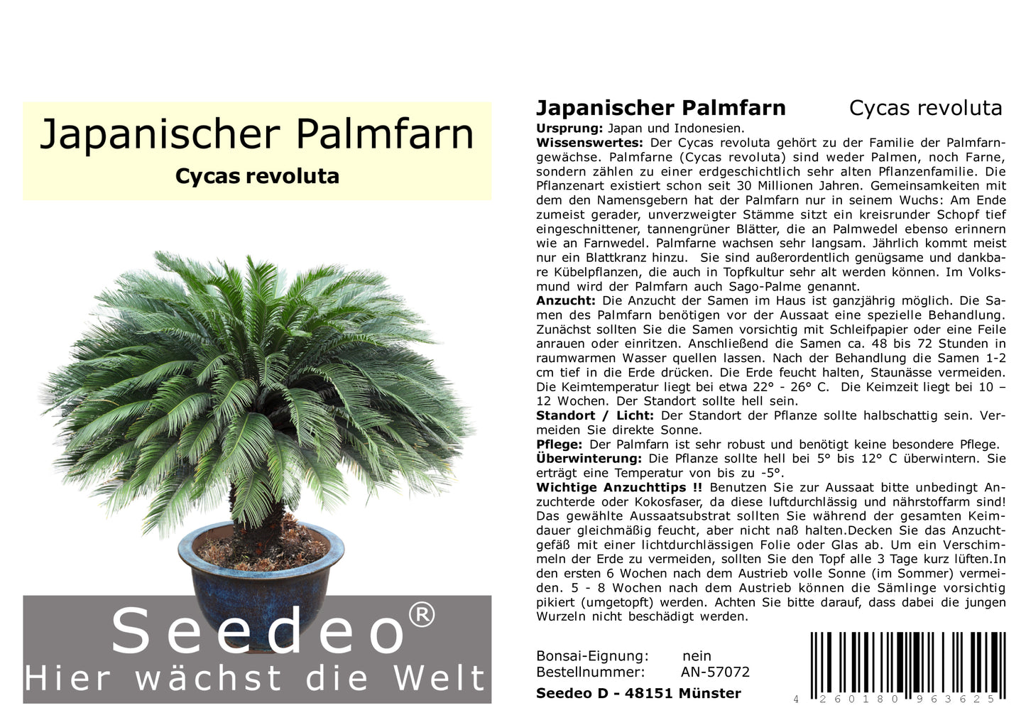 Seedeo® Japanischer Palmfarn (Cycas revoluta) 2 Samen