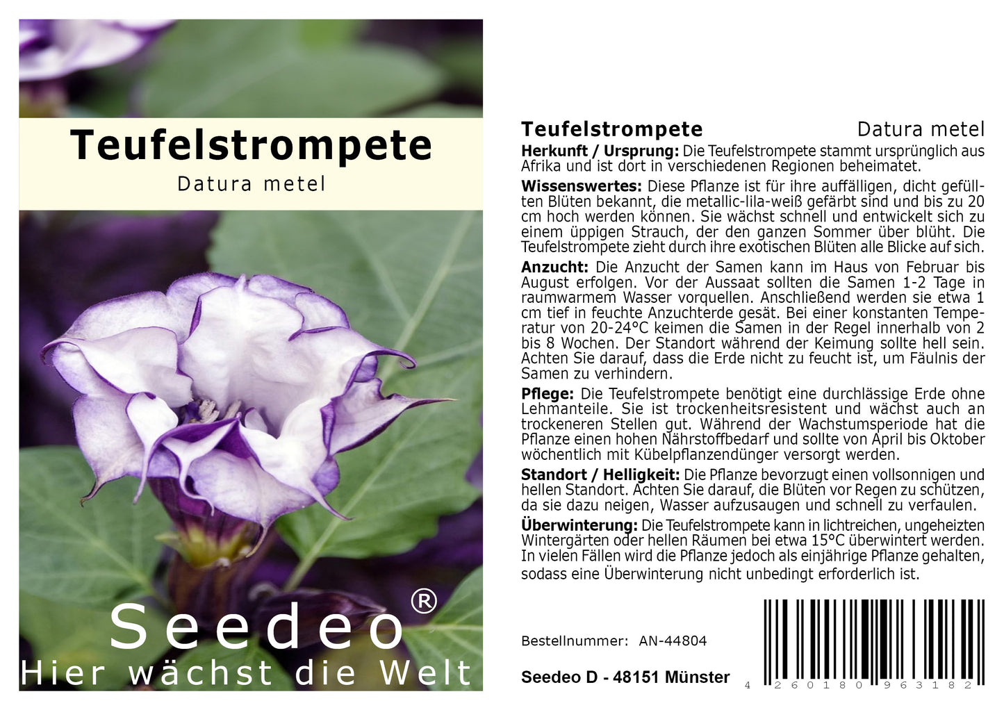 Seedeo® Teufelstrompete (Datura metel) 15 Samen