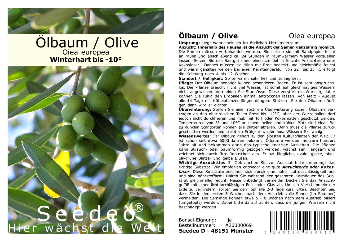 Seedeo® Olive/Ölbaum (Olea europaea) 20 Samen