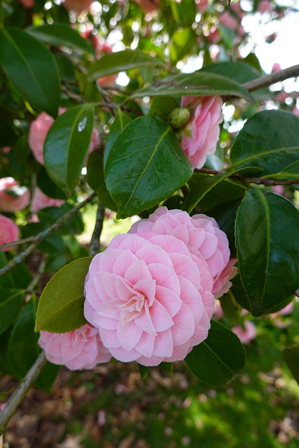 Seedeo® Japanische Kamelie (Camelia Japonica) Rosablühend 8 Samen