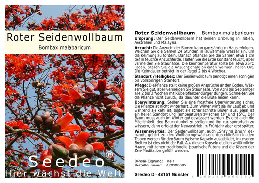 Seedeo® Roter Seidenwollbaum (Bombax malabaricum) 15 Samen