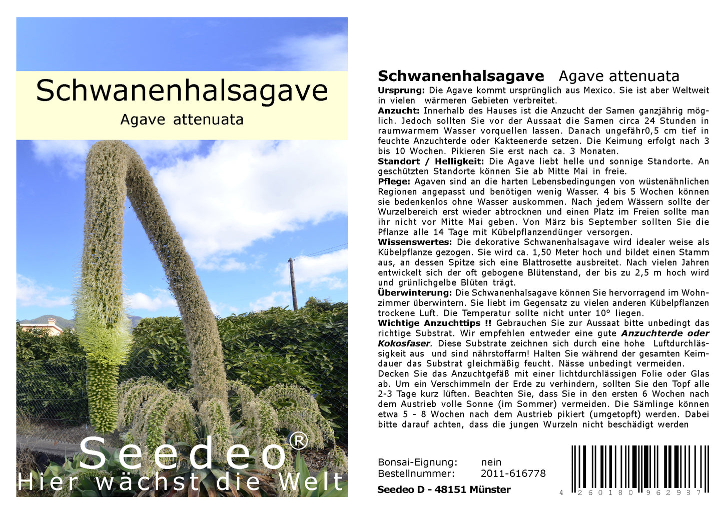 Seedeo® Schwanenhalsagave (Agave attenuata) 25 Samen