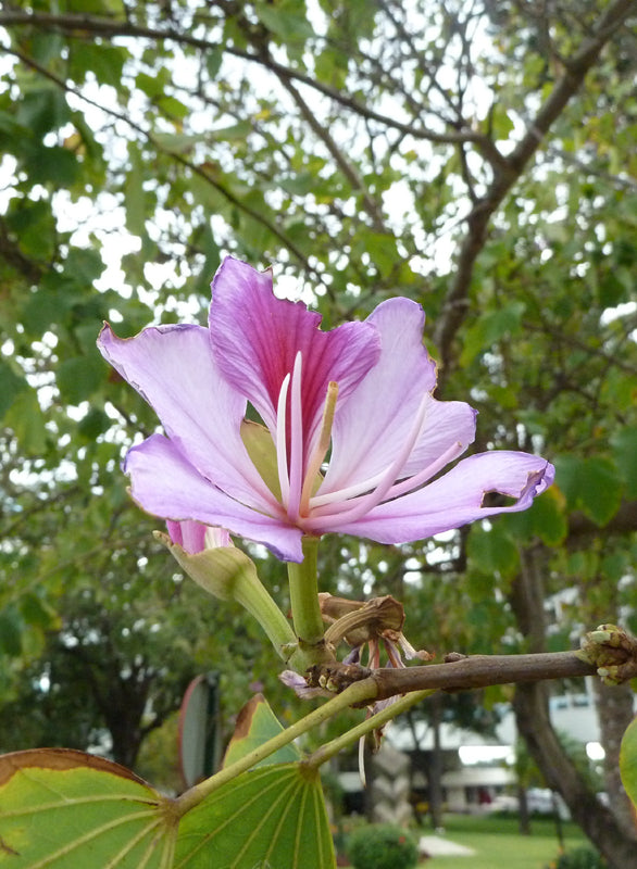 Seedeo® Orchideen - Baum (Bauhinia variegata) 10 Samen