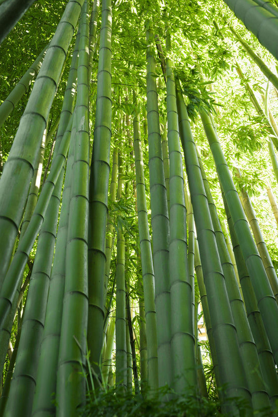 Seedeo® Moso Bambus (Riesenbambus) Phyllostachys edulis 100 Samen