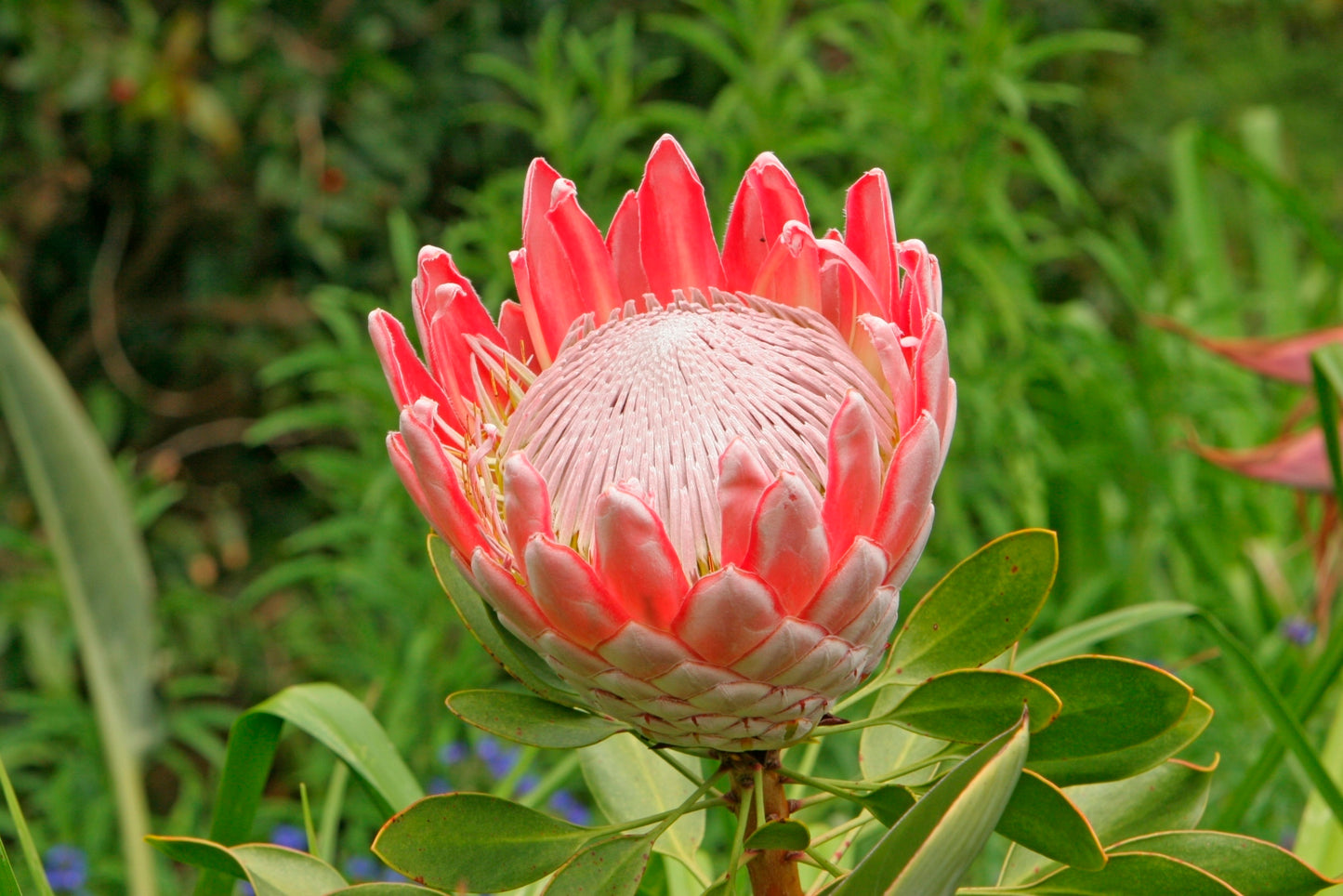 Seedeo® Anzuchtset Königsprotea (Protea cynaroides)