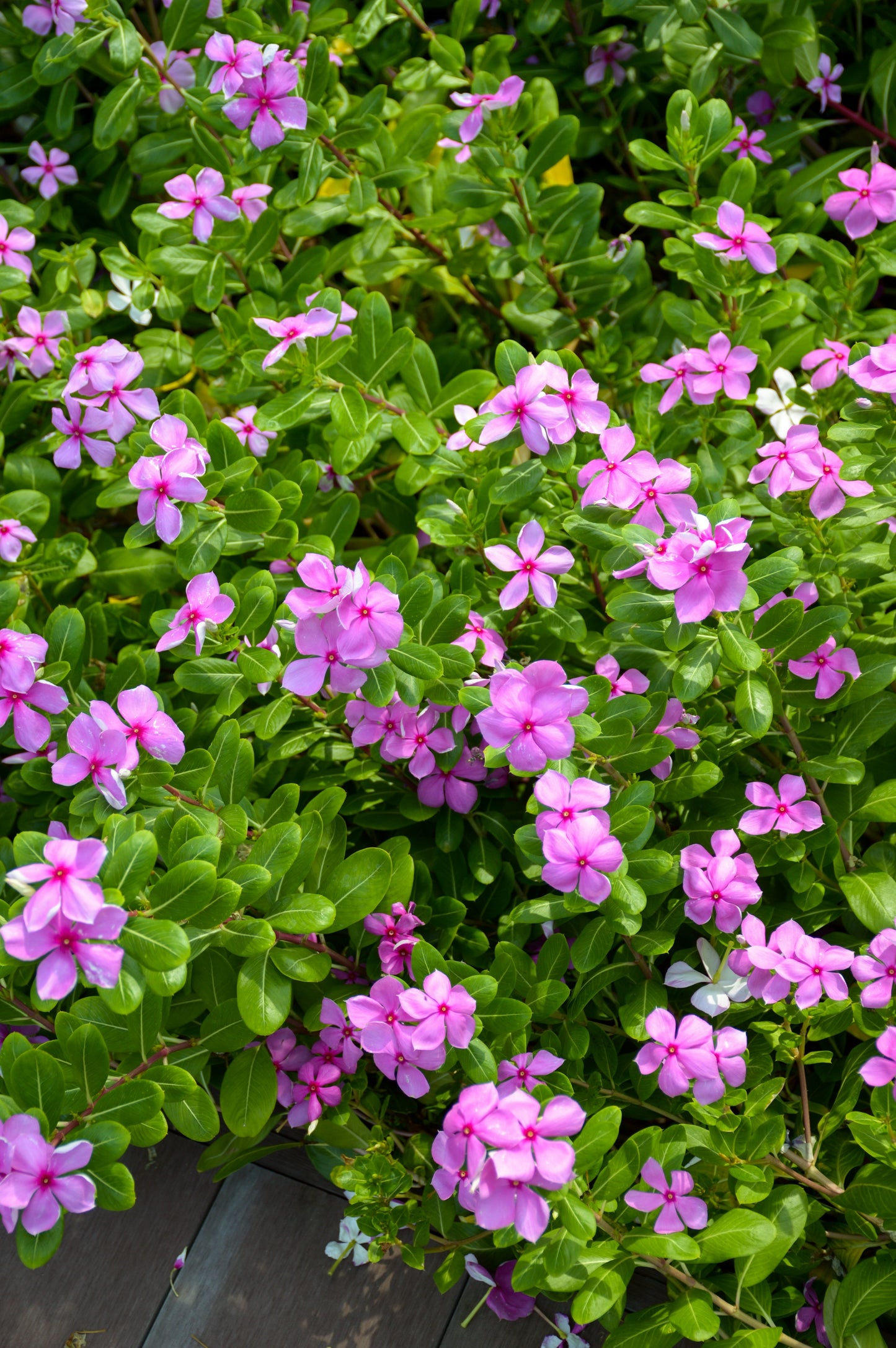 Seedeo® Madagaskar-Immergrün Catharanthus roseus (syn. Vinca rosea) 100 Samen