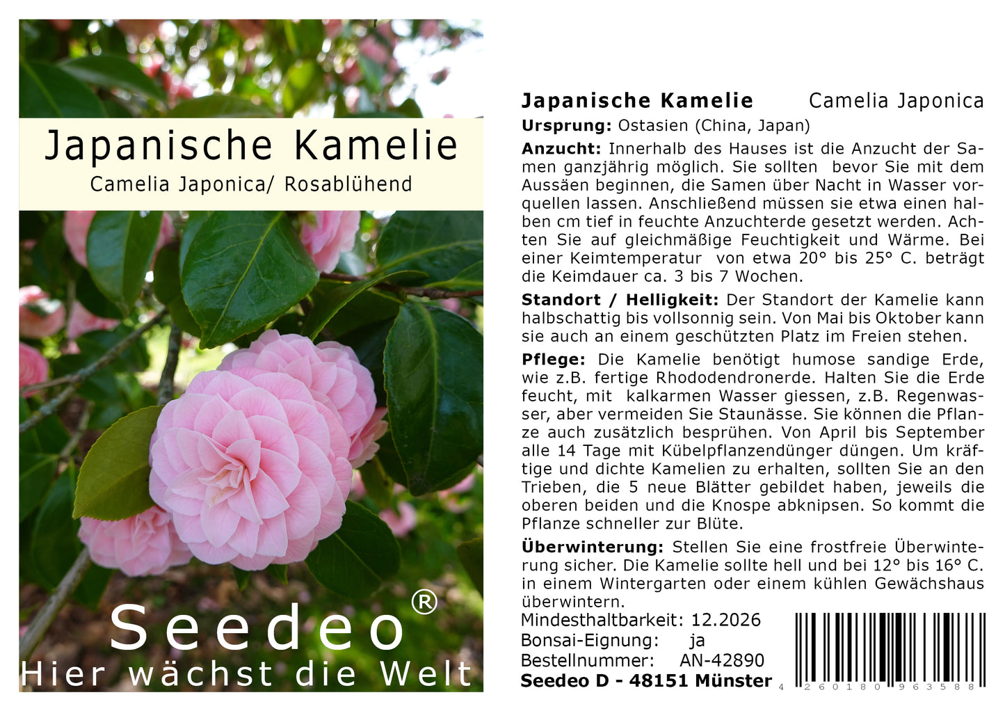 Seedeo® Japanische Kamelie (Camelia Japonica) Rosablühend 8 Samen