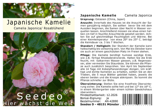 Seedeo® Japanische Kamelie (Camelia Japonica) Rosablühend 8 Samen