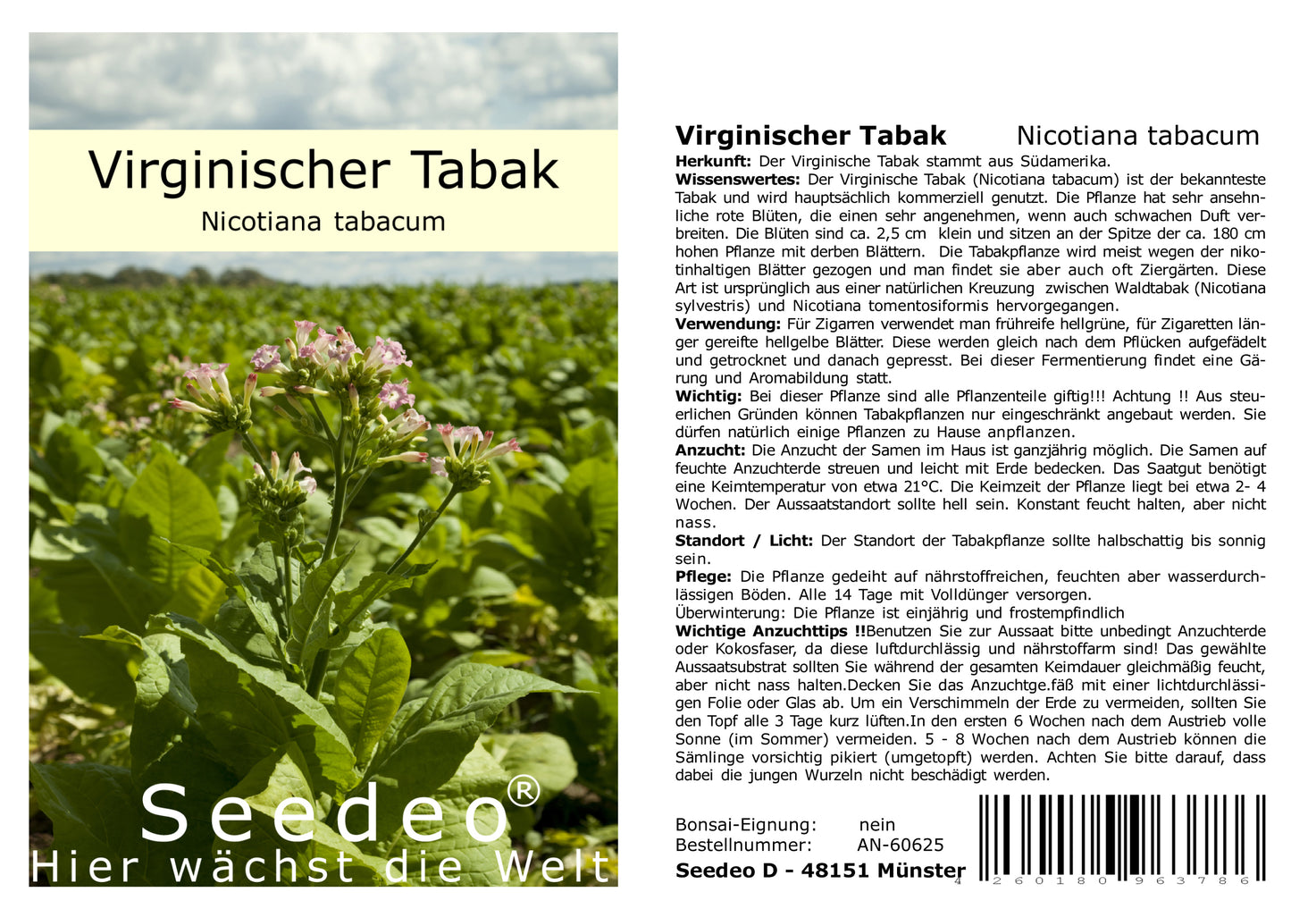 Seedeo® Virginischer Tabak (Nicotiana tabacum) 300 Samen