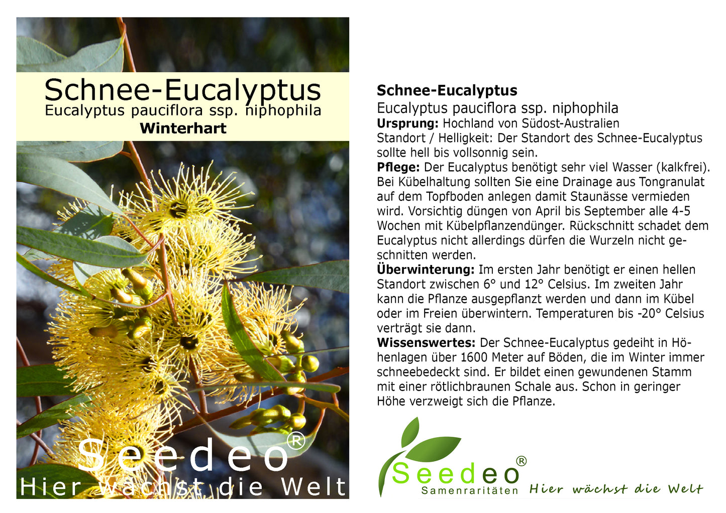 Seedeo® Schnee-Eucalyptus (Eucalyptus pauciflora ssp. niphophila) Pflanze ca. 20 cm - 30 cm hoch