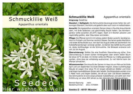 Seedeo® Schmucklilie Weiß (Agapanthus orientalis) Getty White 25 Samen