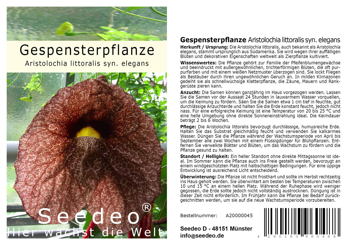 Seedeo® Gespensterpflanze (Aristolochia littoralis syn. elegans) 100 Samen